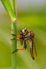 Robberfly with its grasshopper prey, Indonesia — Stock Photo