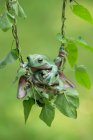 Two frogs on a vine, Indonesia — Stock Photo
