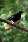 Pássaro empoleirado em um ramo, Indonésia — Fotografia de Stock