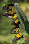 Farfalle che si accoppiano su un cactus, Indonesia — Foto stock