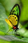 Nahaufnahme eines Schmetterlings, Indonesien — Stockfoto