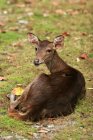 Bellissimo cervo pascolo all'aperto, Indonesia — Foto stock
