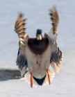 Mallard duck in flight, British Columbia, Canada — Stock Photo