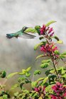 Primer plano de un colibrí flotando por la flor, Canadá - foto de stock