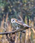 Barn Owl sitting on branch, Британская Колумбия, Канада — стоковое фото