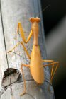 Borboleta em uma fábrica, Canadá — Fotografia de Stock