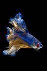 Красива барвиста рибка Бетта на темному тлі, вид з близької відстані — стокове фото