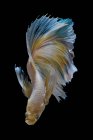 Bonito colorido Betta peixe no fundo escuro, vista de perto — Fotografia de Stock