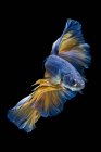 Schöne bunte Betta Fische auf dunklem Hintergrund, Nahsicht — Stockfoto
