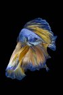 Bellissimo pesce Betta colorato su sfondo scuro, vista da vicino — Foto stock