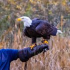 Barbagianni seduto su un palo di legno, Columbia Britannica, Canada — Foto stock