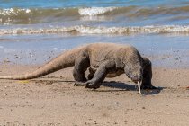 Komodo-Drache am Strand, Insel Komodo, East Nusa Tenggara, Indonesien — Stockfoto