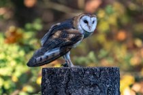 Cute little owl sitting on tree branch on blurred natural background — Stock Photo