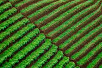 Elevated lush green scene of agricultural fields — Stock Photo