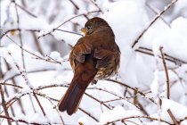 Cute little bird sitting on snow-covered tree branch on blurred natural background — Stock Photo