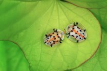Käfer auf grünem Blatt im Freien, Sommerkonzept, Nahsicht — Stockfoto