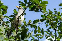 Cute little bird sitting on tree branch on blurred natural background — Stock Photo