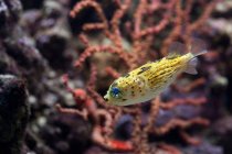 Vue rapprochée de poissons lumineux nageant dans l'eau — Photo de stock