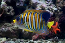 Blick auf helle Fische, die im Wasser schwimmen — Stockfoto