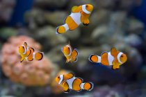 Blick auf helle Fische, die im Wasser schwimmen — Stockfoto