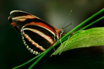 Farfalla sulla pianta verde all'aperto, concetto estivo, vista da vicino — Foto stock