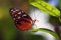 Farfalla sulla pianta verde all'aperto, concetto estivo, vista da vicino — Foto stock