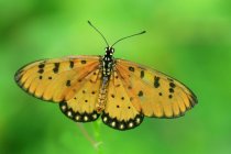 Метелик на зеленій рослині на відкритому повітрі, літня концепція, вид крупним планом — стокове фото