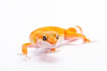 Оранжевая ящерица на белом фоне — стоковое фото