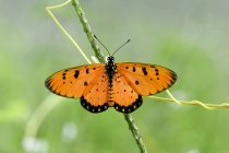 Schmetterling auf grüner Pflanze im Freien, Sommerkonzept, Nahsicht — Stockfoto