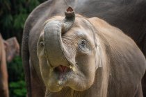 Un primer plano de un elefante joven con una gran sonrisa - foto de stock