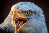 Adler auf dunklem Naturhintergrund, Nahsicht — Stockfoto