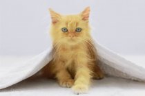 Gatinho vermelho bonito com olhos azuis cobertos com cobertor branco — Fotografia de Stock