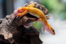 Orange lizard crawling on driftwood, close up shot — Stock Photo