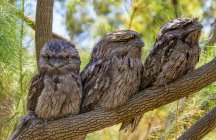 Mignons petits oiseaux assis sur la branche d'arbre sur fond naturel flou — Photo de stock