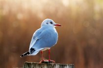 Cute little seagull sitting on tree branch on blurred natural background — Stock Photo