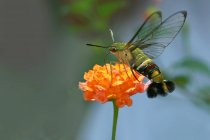 Mariposa polinizando hermosas flores que crecen al aire libre, concepto de verano, vista cercana - foto de stock