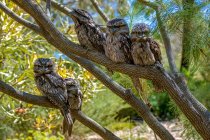 Милые маленькие птицы сидят на ветке дерева на размытом естественном фоне — стоковое фото