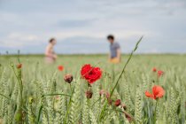 Man and woman walking on meadow with beautiful red poppies at sunny summer day — Stock Photo
