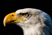 Eagle on dark natural background , close view — Stock Photo