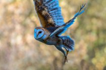 Carino piccolo gufo volare su sfondo naturale sfocato — Foto stock