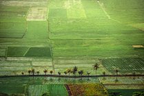 Elevada exuberante escena verde de los campos agrícolas - foto de stock