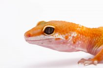 Близкий вид оранжевой ящерицы на белом фоне — стоковое фото