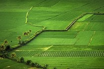 Erhöhte üppig grüne Szene landwirtschaftlicher Felder — Stockfoto