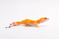 Lucertola arancione isolata su sfondo bianco — Foto stock
