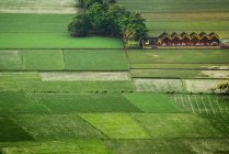 Воздушный вид зеленых рисовых полей утром — стоковое фото