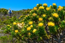 Hermosas flores en el jardín - foto de stock