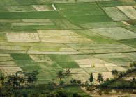 Vista aérea de campos de arroz, Indonesia - foto de stock