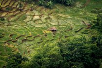 Вид с воздуха на рисовые поля, Индонезия — стоковое фото