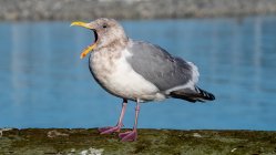 Retrato de uma gaivota, British Columbia, Canadá — Fotografia de Stock