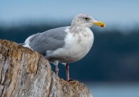 Retrato de uma gaivota, Sidney, British Columbia, Canadá — Fotografia de Stock